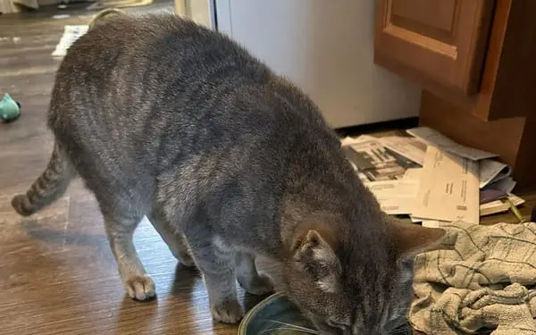Miso, 11-yr tabby cat