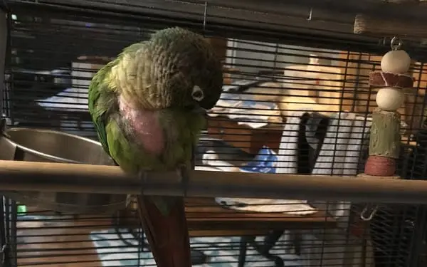 Pepper, 2-yr parrot